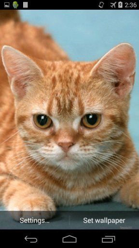 Ginger Cat Live Wallpaper截图1