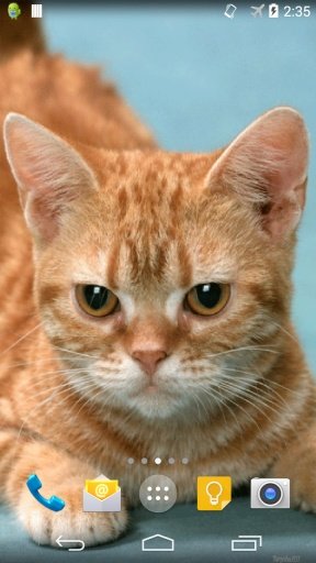 Ginger Cat Live Wallpaper截图3