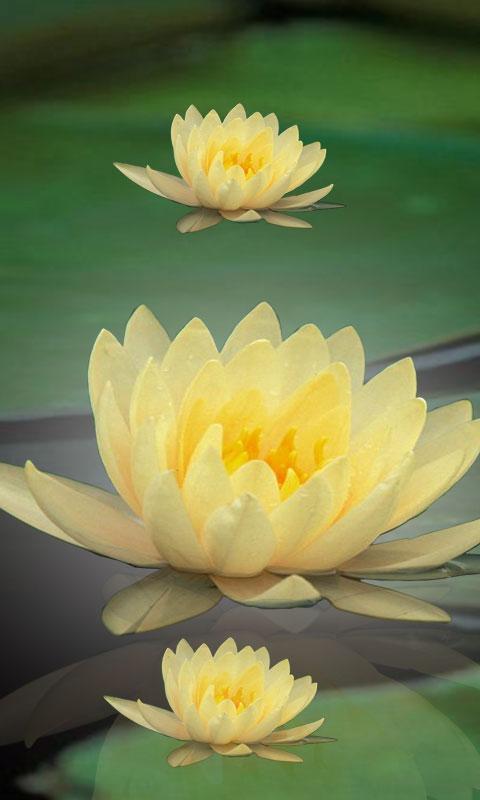 Lotus Flower LiveWall截图8