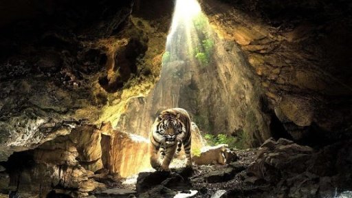 Tiger HD wallpaper截图9