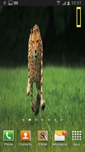 Cheetah HD Live Wallpaper Free截图1