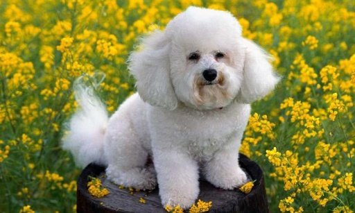 Dogs Wallpapers +500截图1