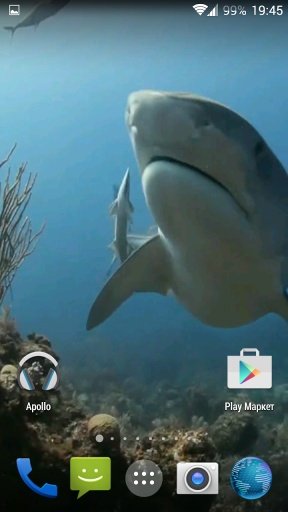 Sharks. Video Wallpaper截图5