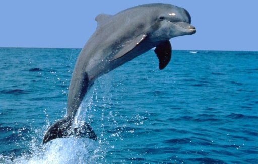 Cute Dolphin Wallpapers HD截图6