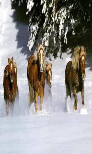 Running Horse live wallpaper截图1