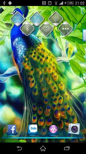 Peacock Live Wallpaper截图4