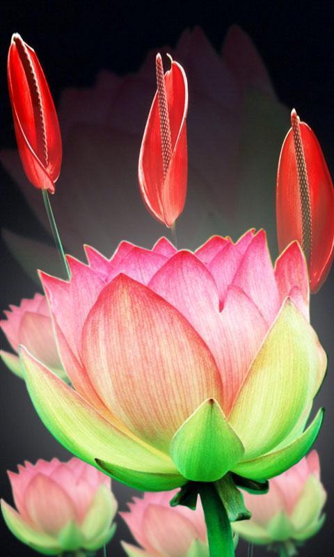 Lotus Flower LiveWall截图7