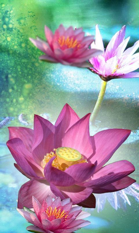 Lotus Flower LiveWall截图9