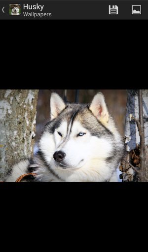 Husky - HD Wallpapers截图1