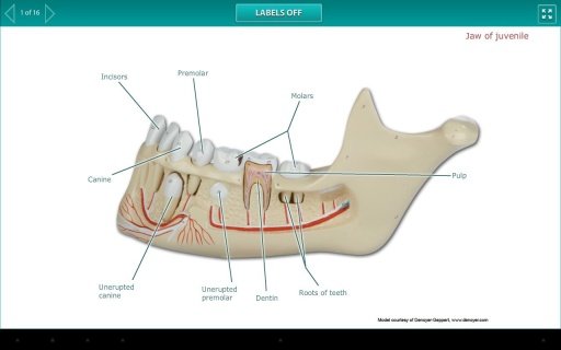 Practice Anatomy Lab截图5