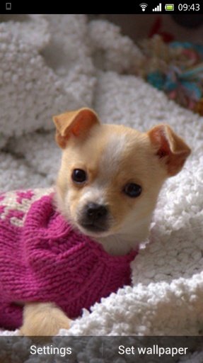 Chihuahua Puppies Wallpapers截图9