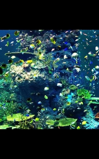 Galaxy Aquarium Live Wallpaper截图5