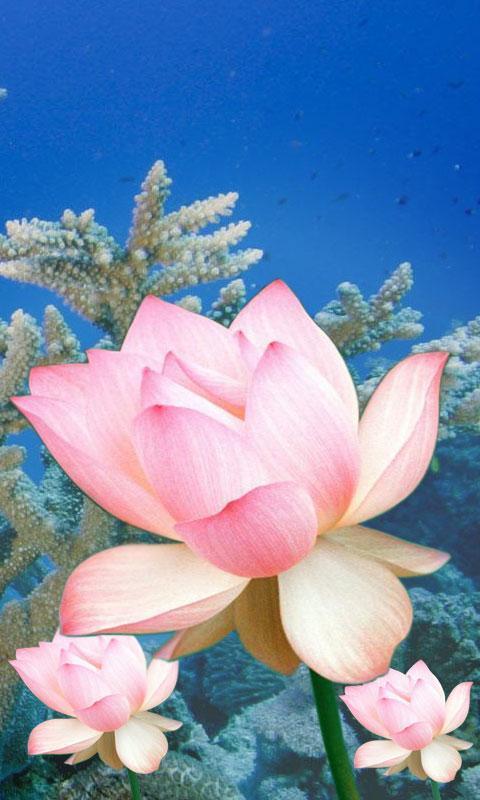 Lotus Flower LiveWall截图1