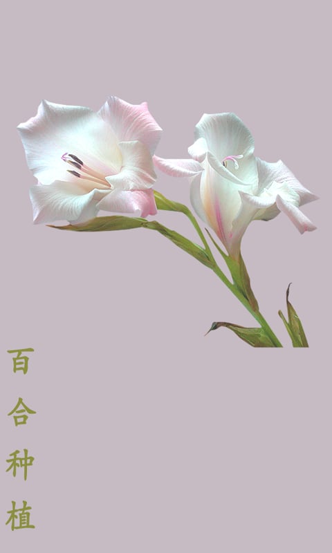 百合种植截图2