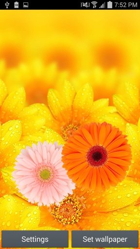 ColorFul Flowers截图3