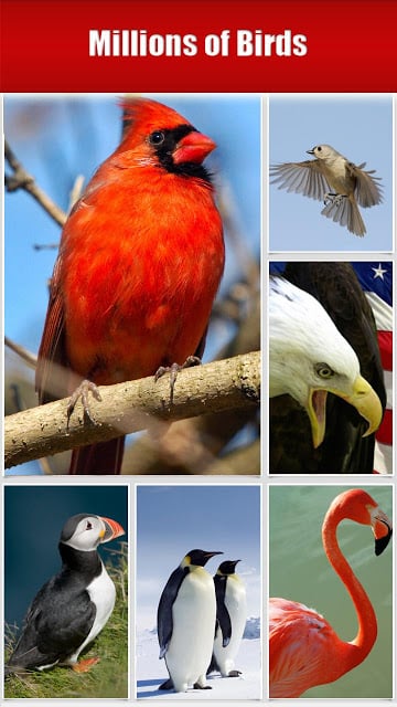 鸟-目录 Birds - HD Catalog(高清版)截图2