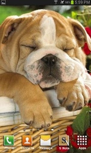 Sleeping Dog Wallpaper截图5