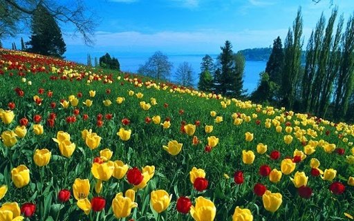 Tulip Flower Live Wallpapers截图11