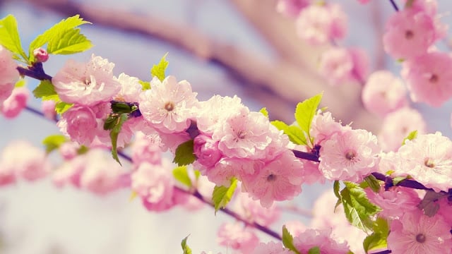 pink cherry live wallpaper截图3