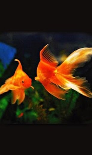 Aquarium Fish live wallpaper截图8