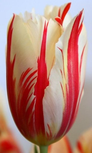 Tulip Flower Live Wallpapers截图4