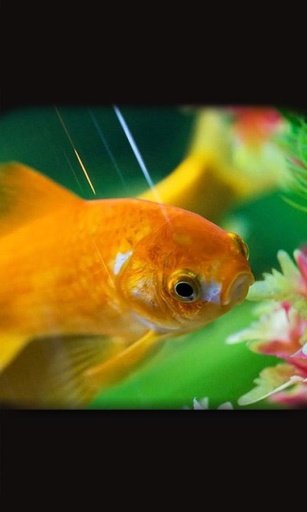 Aquarium Fish live wallpaper截图3