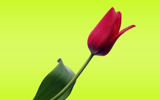 Tulip Flower Live Wallpapers截图1