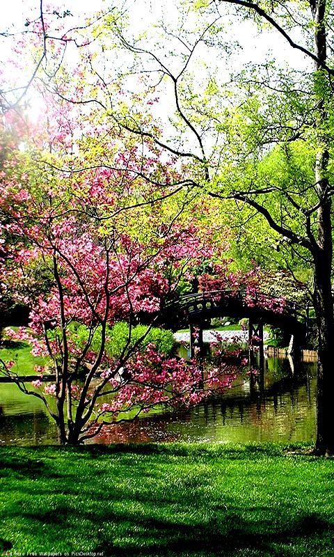 Spring Live Wallpaper截图7