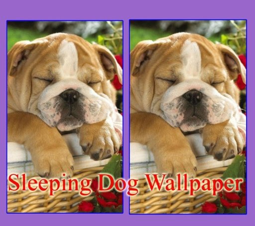 Sleeping Dog Wallpaper截图1