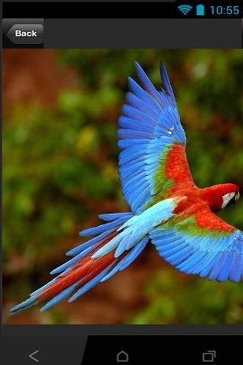 Beautiful Birds Game截图8