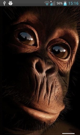 Cute Monkey Live Wallpaper截图2