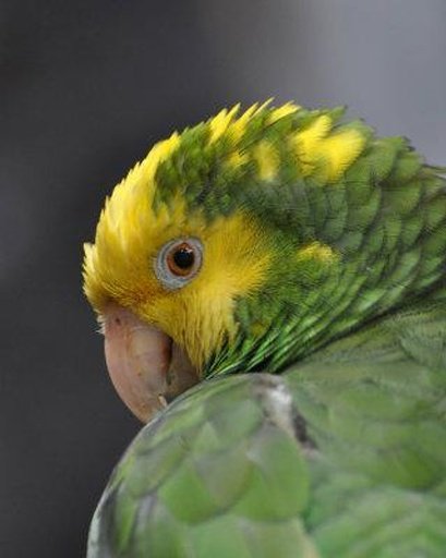 Amazing Talking Amazon Parrot截图8