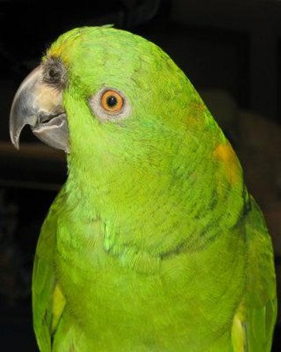 Amazing Talking Amazon Parrot截图10