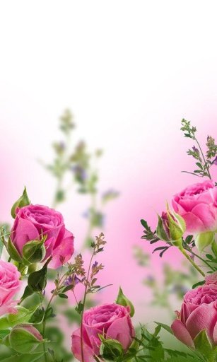 Flower Livewallpaper HD截图5