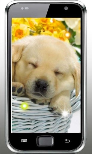 Cute Puppy Best live wallpaper截图1