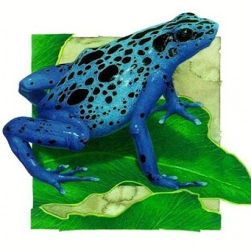 Frogs jigsaw puzzles截图1