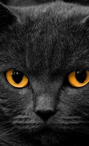 BLACK CATS HD WALLPAPER截图2