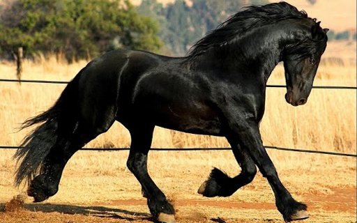 Caballo horse Wallpapers截图8