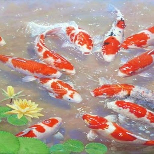 Koi Fish Magic Touch Free LWP截图6