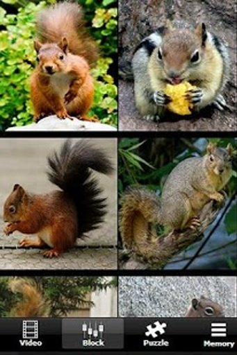 Annoying Talking Squirrel截图4