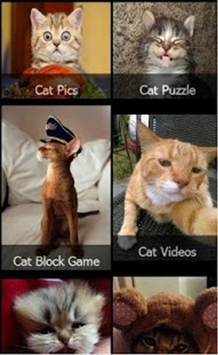 Tom the Chatty Cat截图1