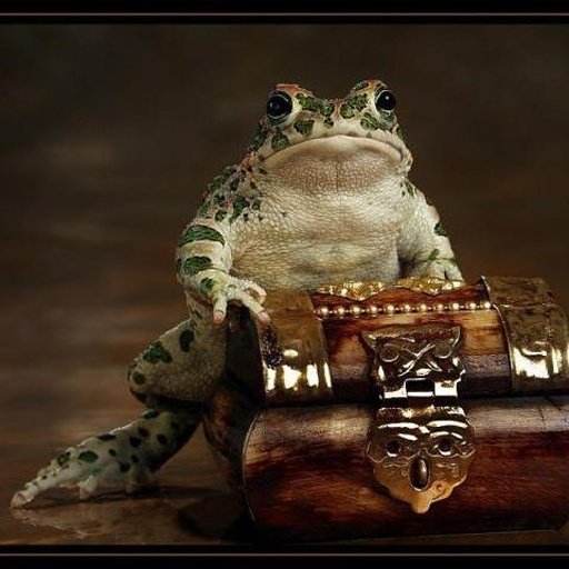 Frogs jigsaw puzzles截图10