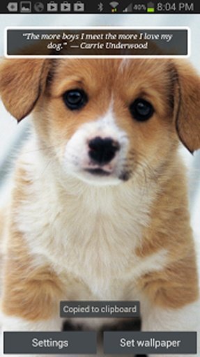 Puppies &amp; Dogs Cute Wallpaper截图2