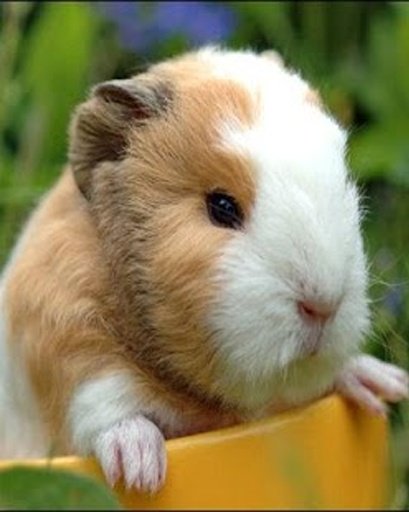 Annoying Talking Guinea Pig截图6