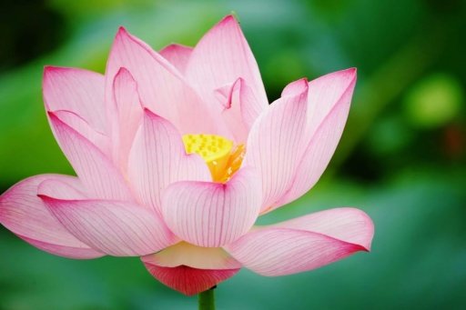 Lotus wallpaper截图4