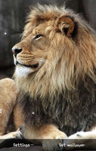 Lion3 Live Wallpaper截图4