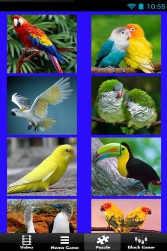 Beautiful Birds Game截图3