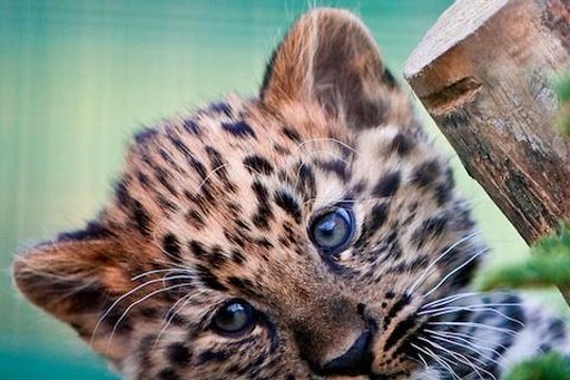 Leopard Wallpaper LWP截图6