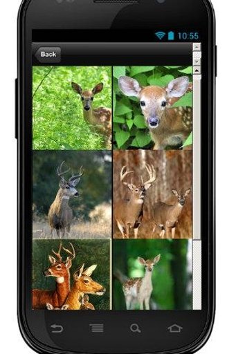 Deer Shoot截图2