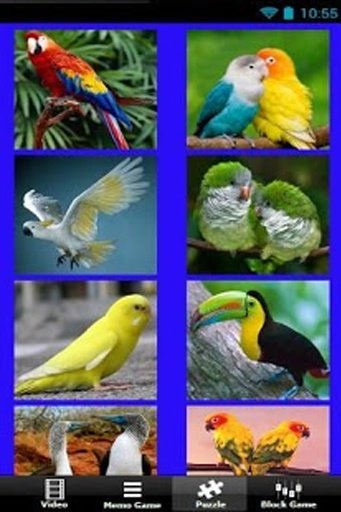 Beautiful Birds Game截图7